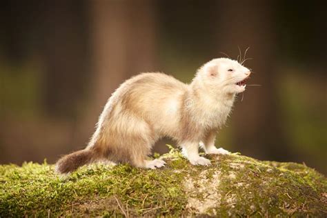 FERRET Nice .